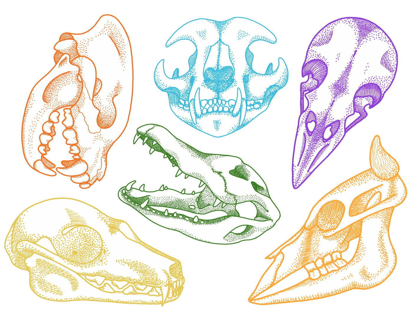 skulls